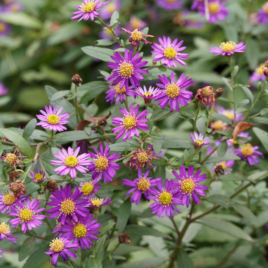 Aster ageratoides Ezo Murasaki