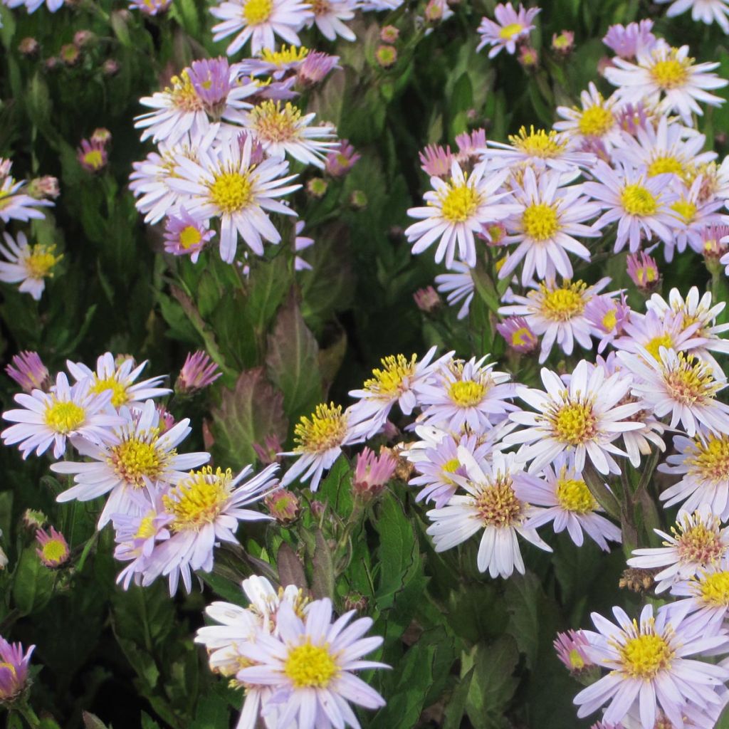 Aster ageratoides Stardust