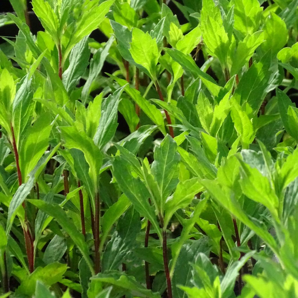 Aster ageratoides Stardust