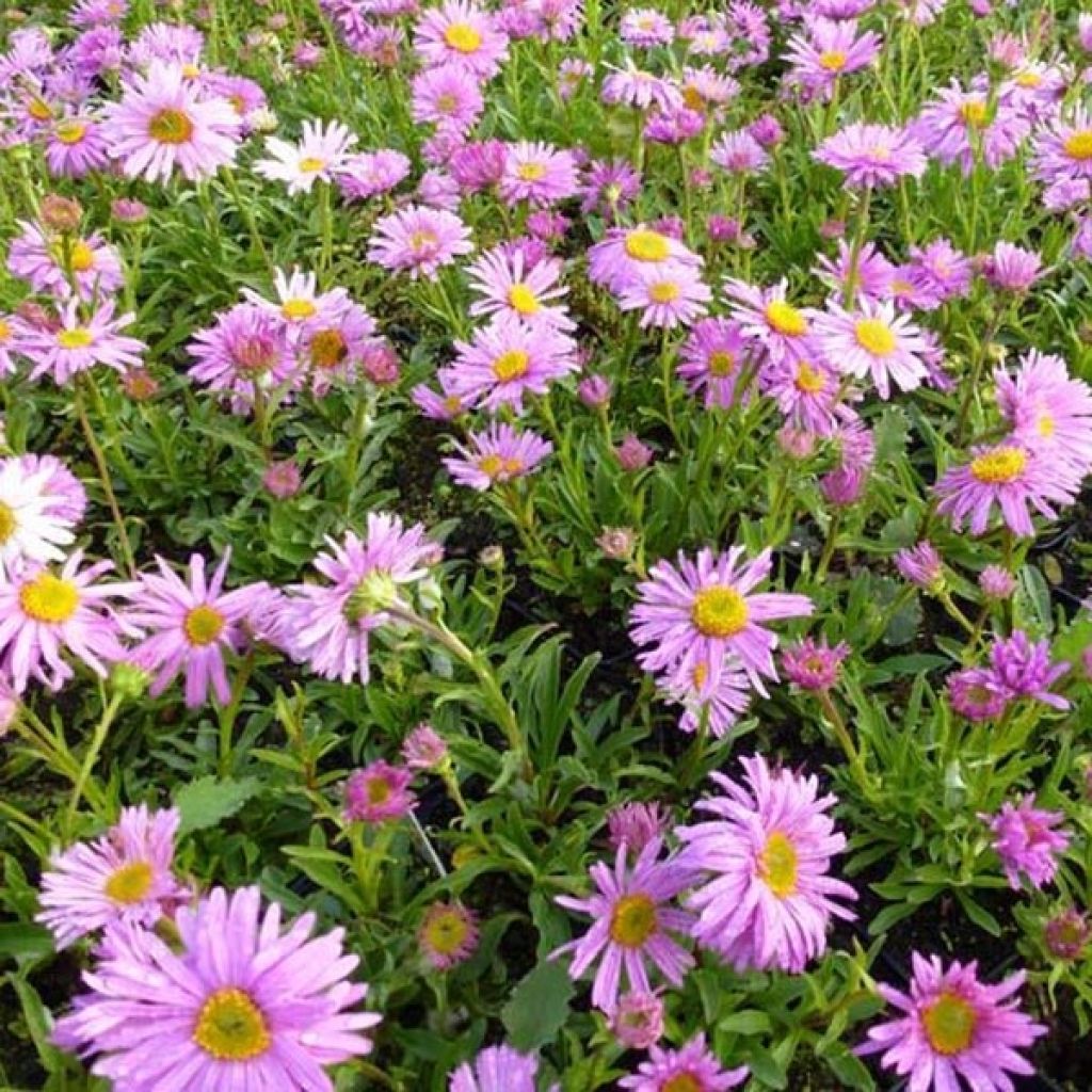 Aster alpinus Happy End - Aster des Alpes rose