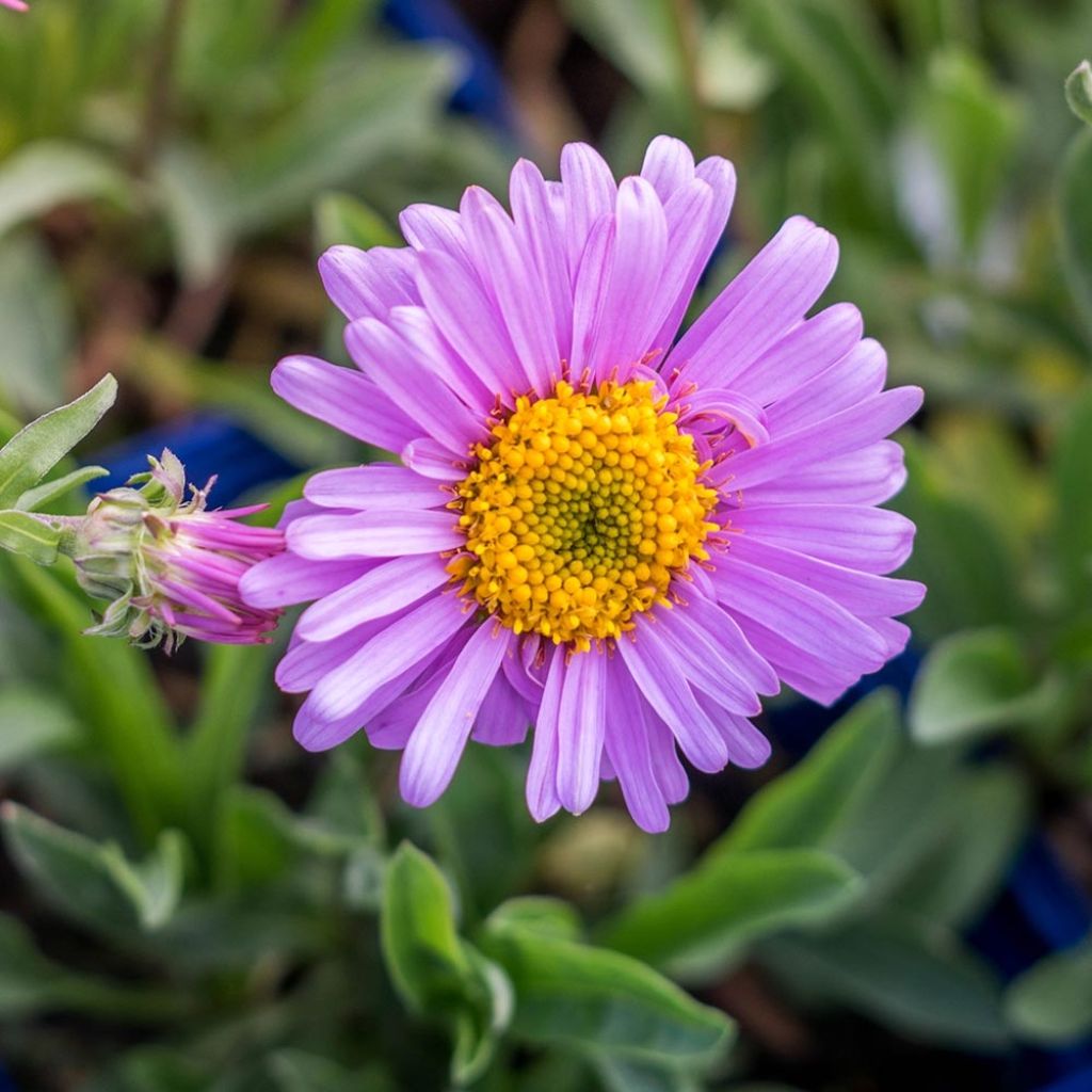 Aster alpinus Happy End - Aster des Alpes rose