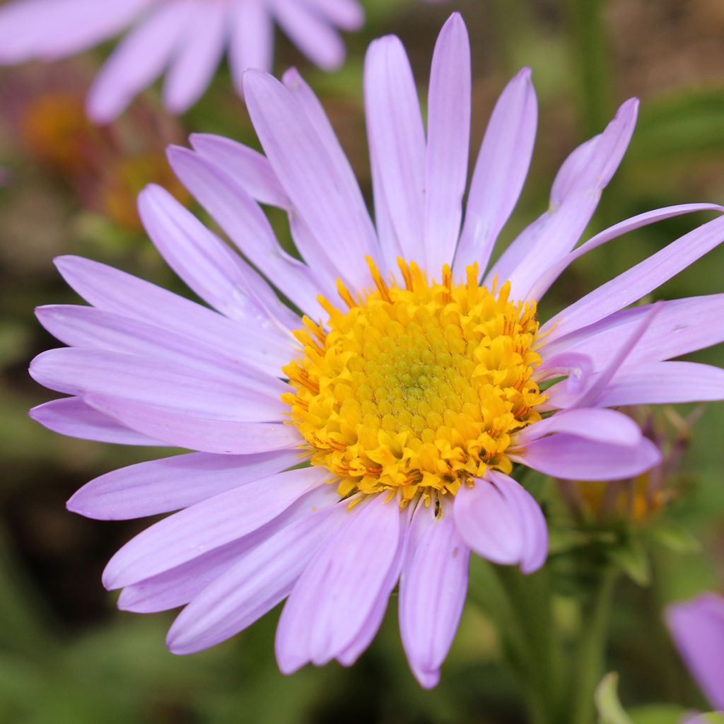 Aster amellus Peach Blossom