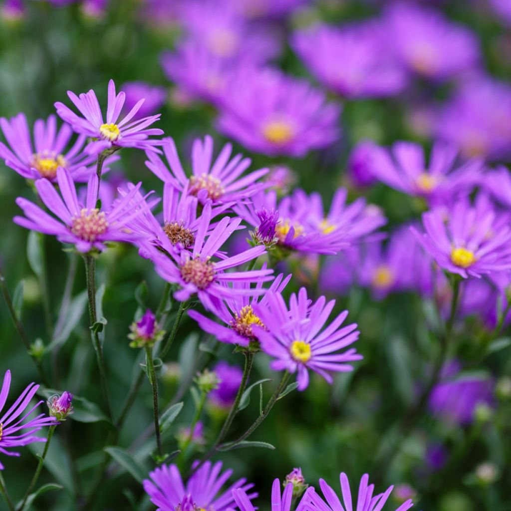 Aster amellus Rudolf Goethe - Œil du Christ 