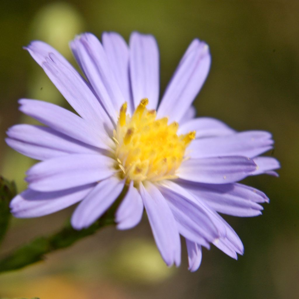 Aster azureus