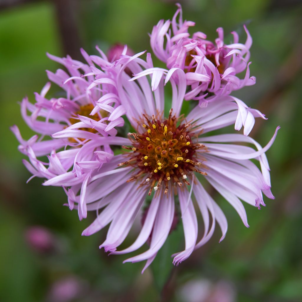 Aster carolinianus