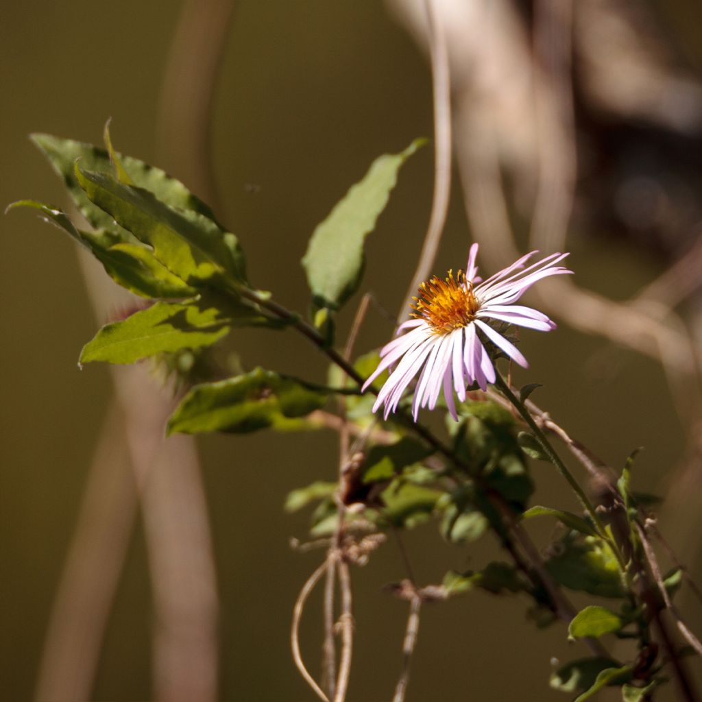 Aster carolinianus