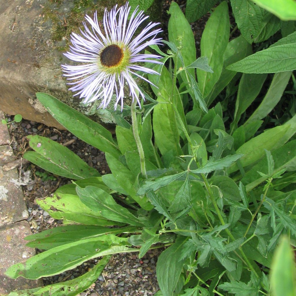 Aster diplostephioides