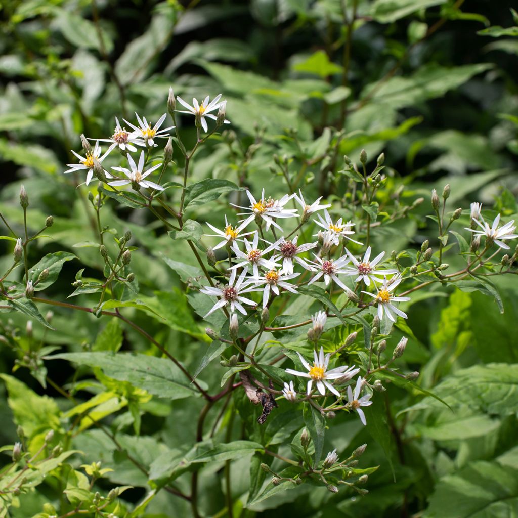 Aster divaricatus