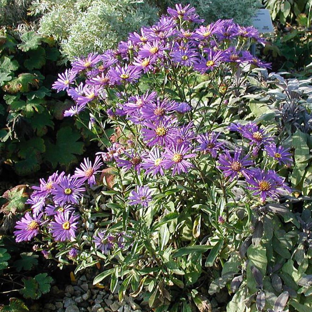 Aster dumosus Early Blue