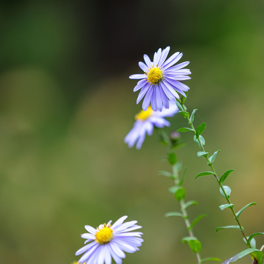 Aster dumosus Lady in Blue