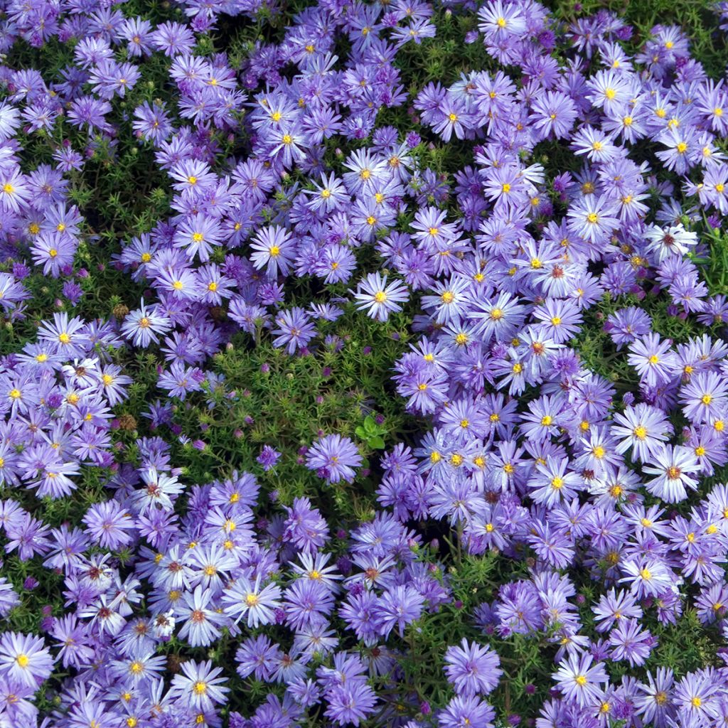 Aster dumosus Lady in Blue