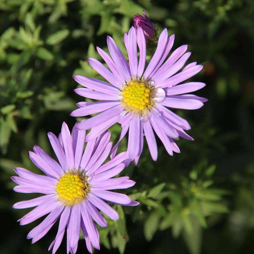 Aster dumosus Lady in Blue