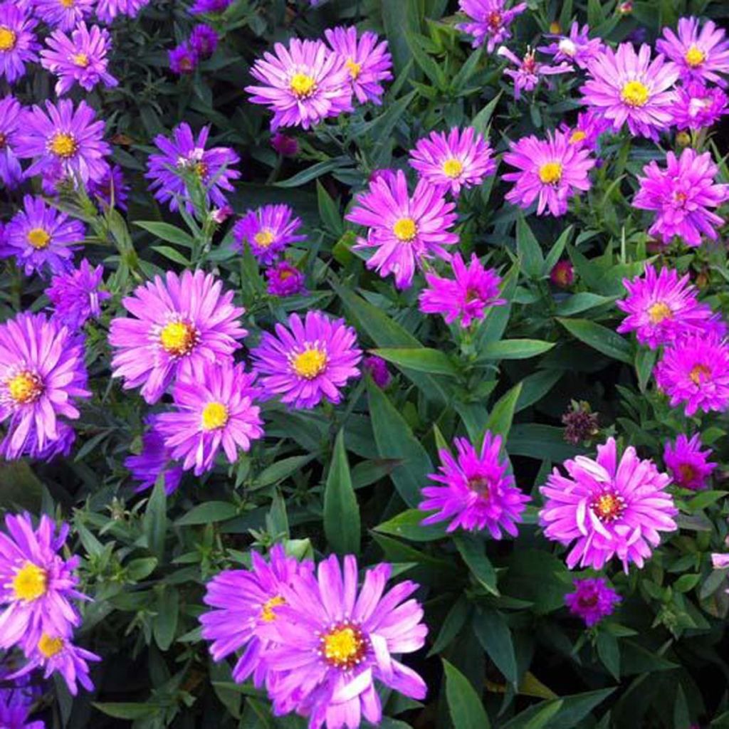 Aster dumosus Rosenwichtel - Aster nain d’automne rose pur