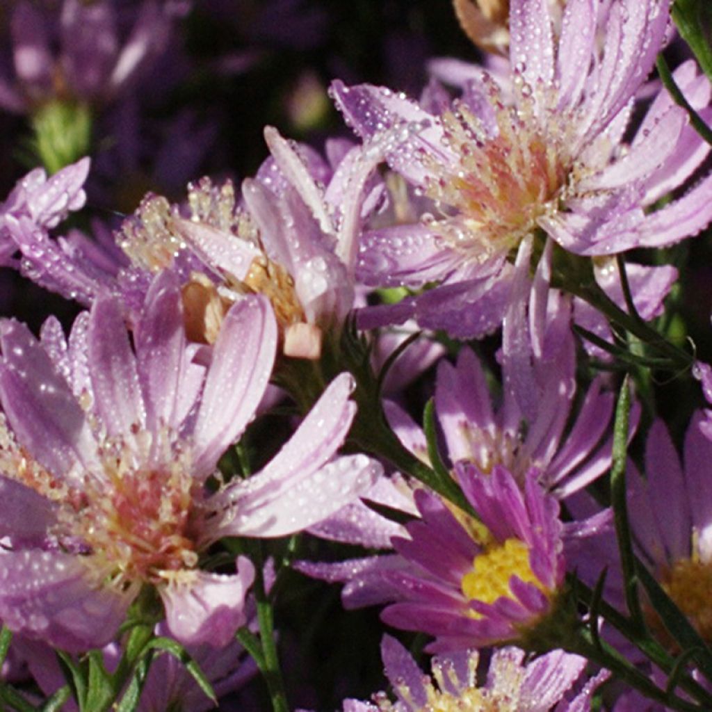 Aster ericoides Blue Wonder