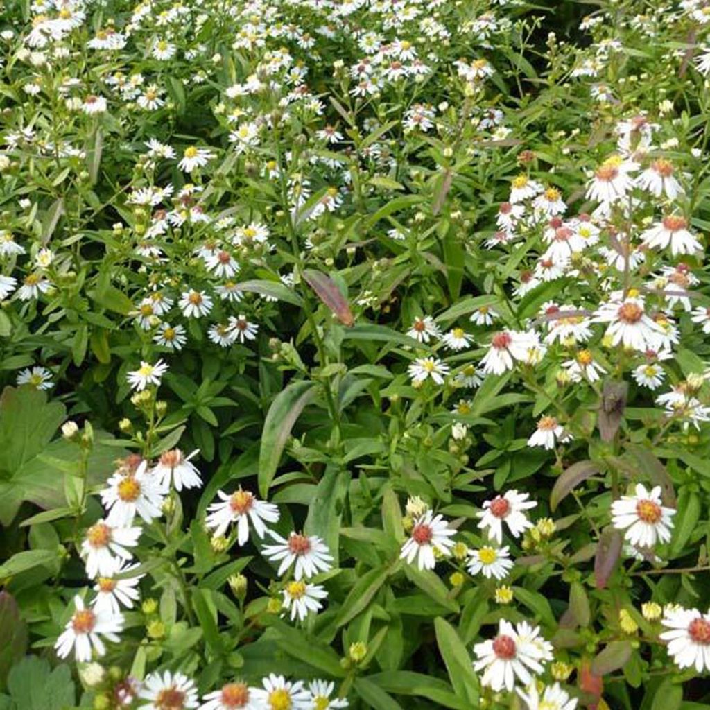 Aster ericoides Herbstmyrte - Aster à feuilles de bruyère