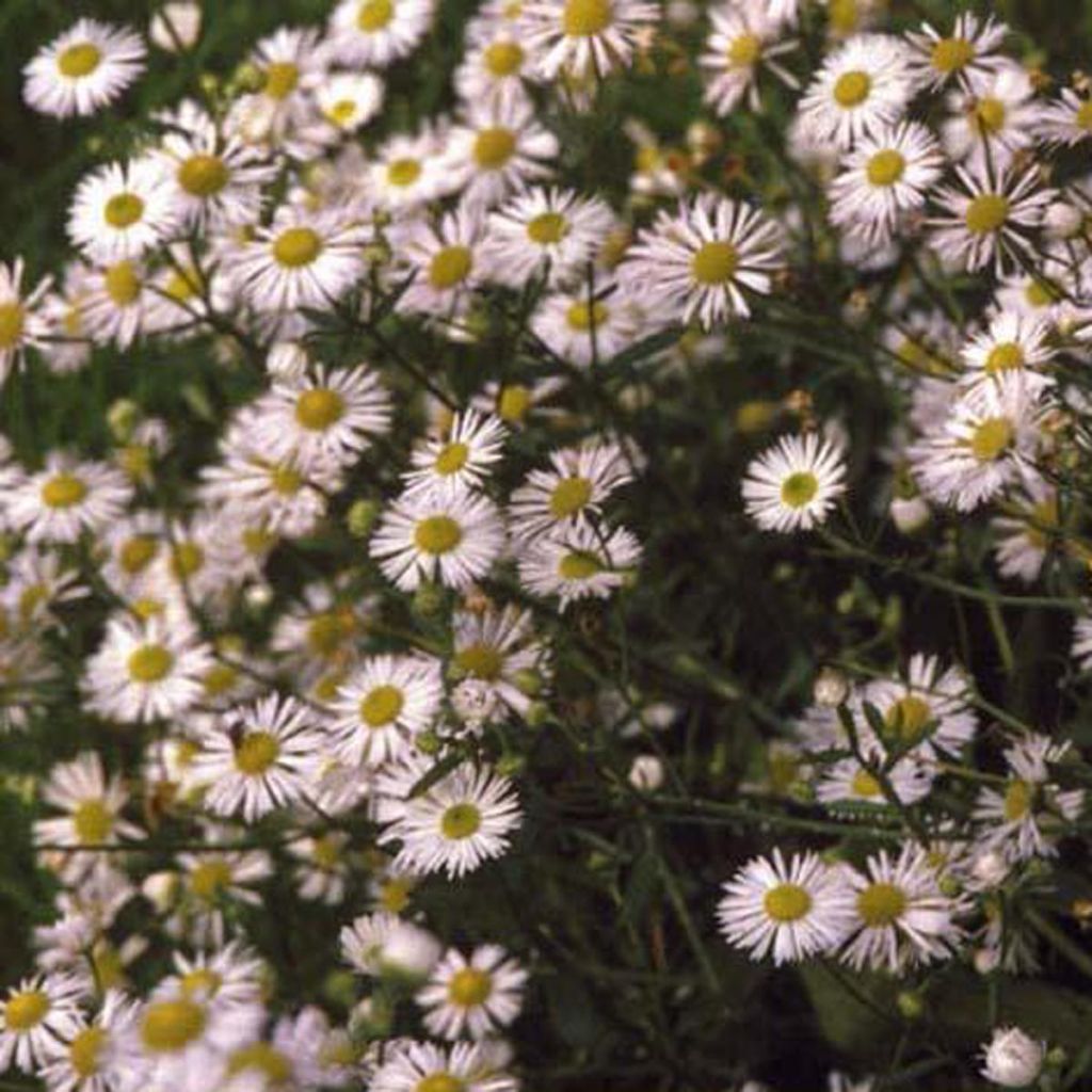 Aster ericoides f. prostratus - White Heath Aster