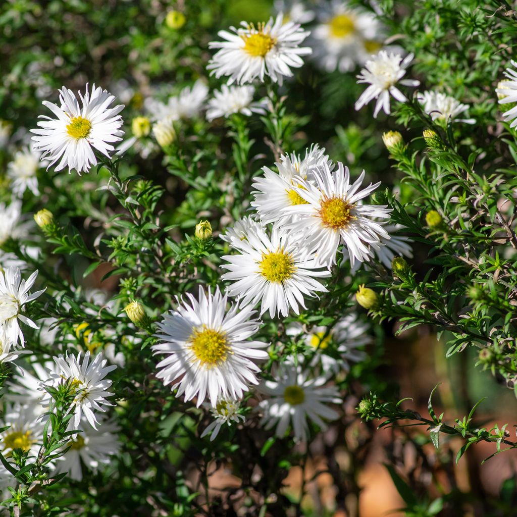 Aster ericoïdes f. prostratus Snow Flurry