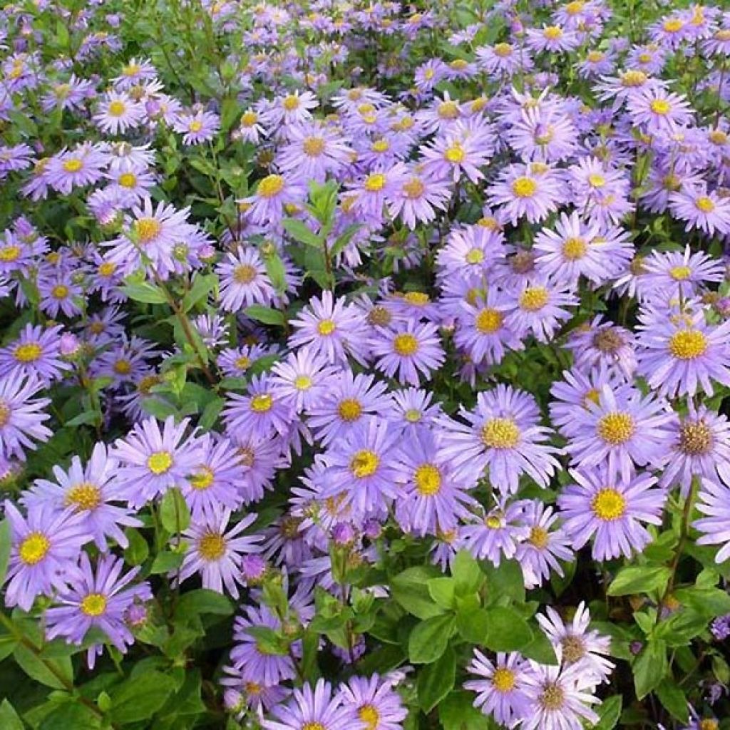 Aster frikartii Jungfrau - Aster d'été