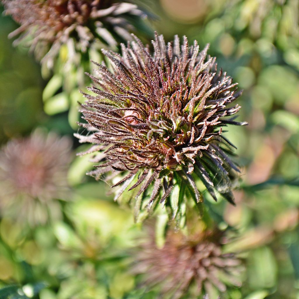 Aster novae-angliae Ann Leys