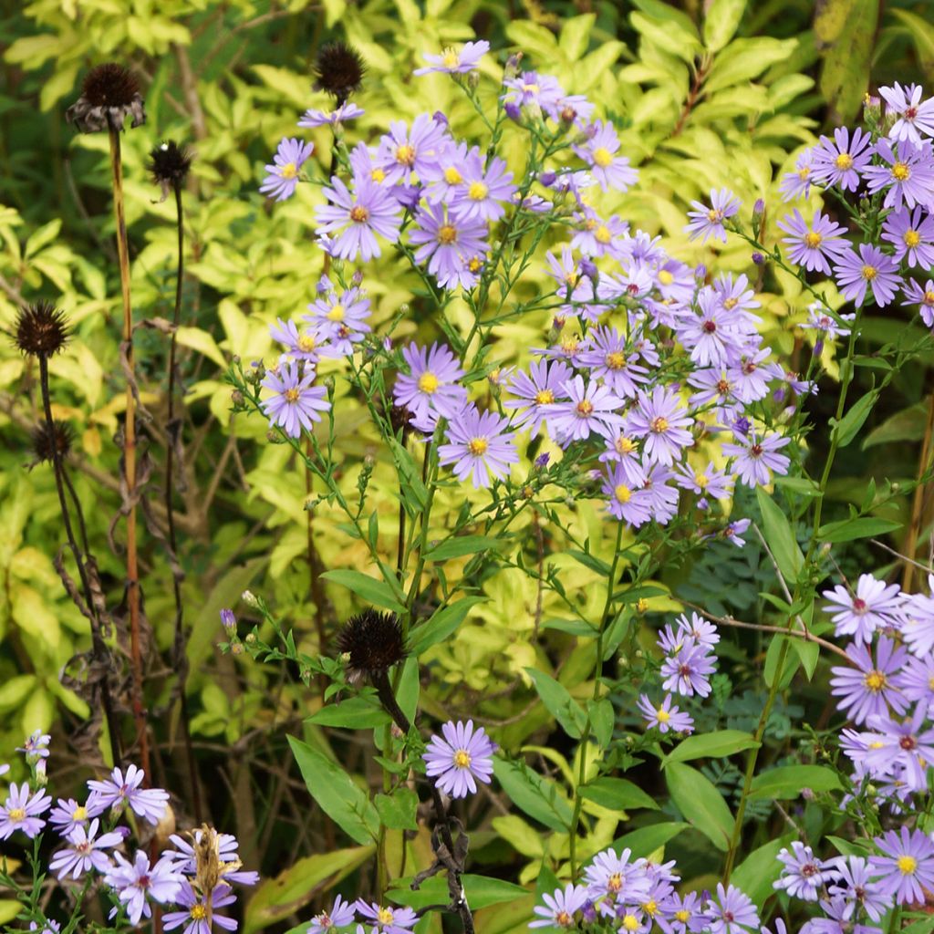 Aster laevis - Giant Autumn Aster