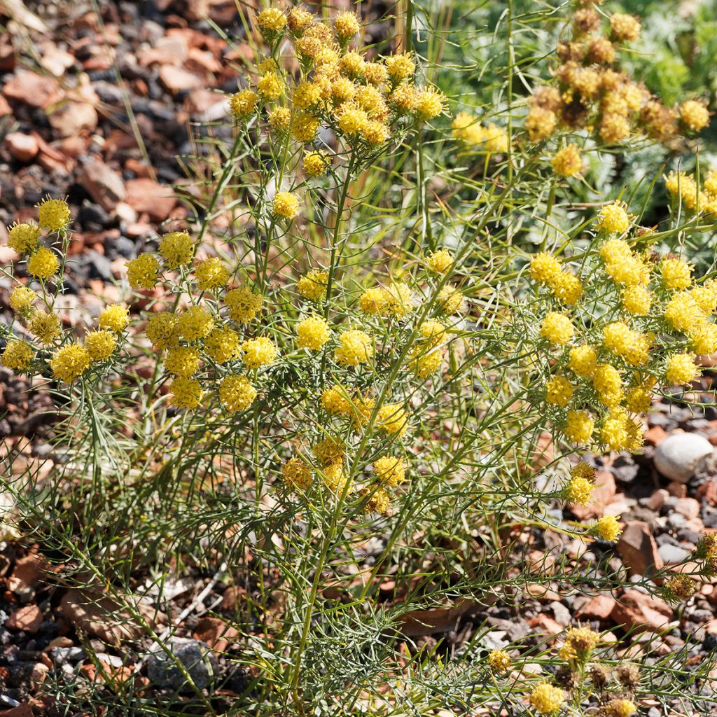 Aster linosyris