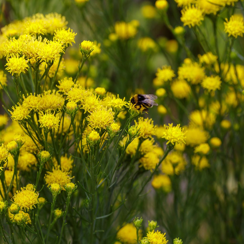 Aster linosyris