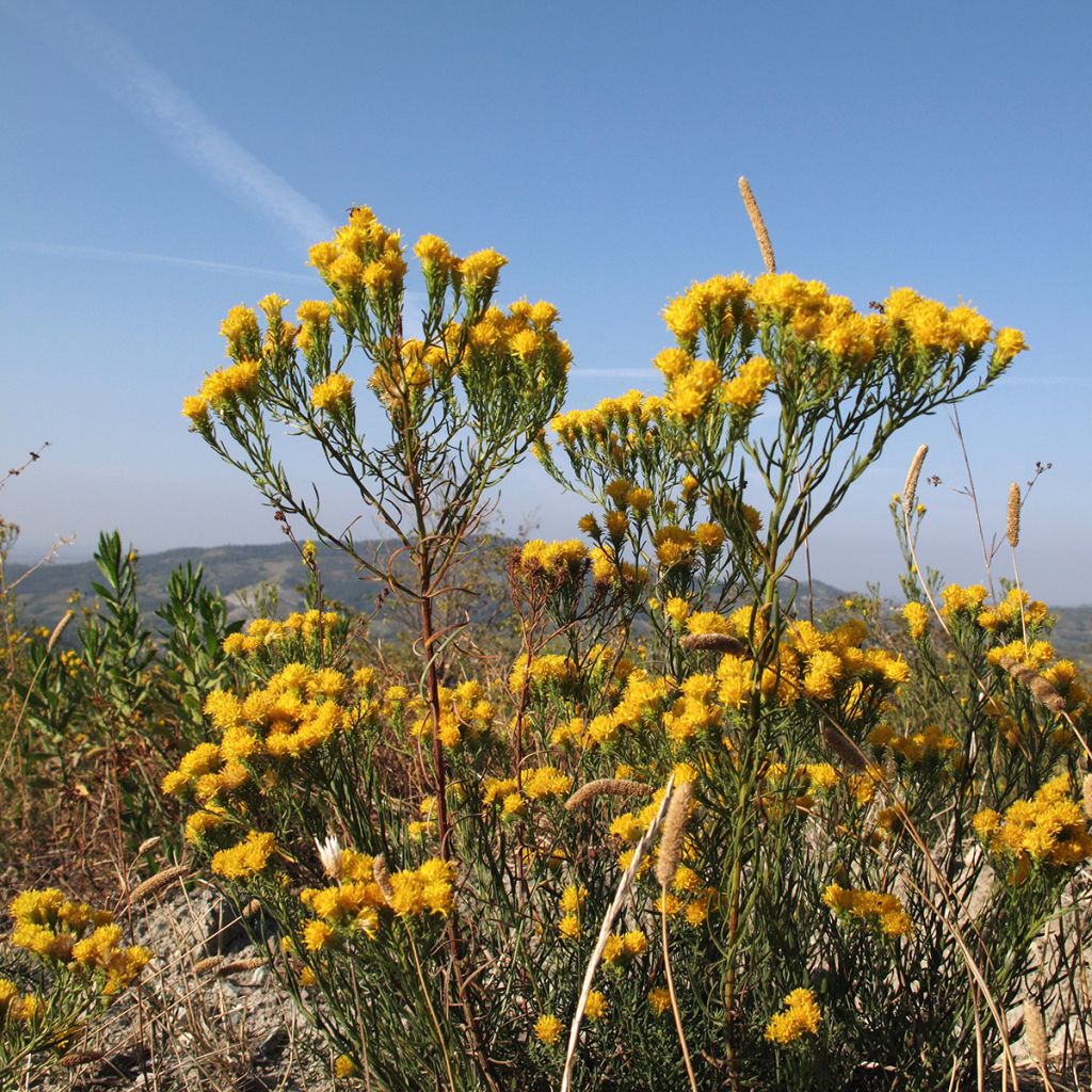 Aster linosyris