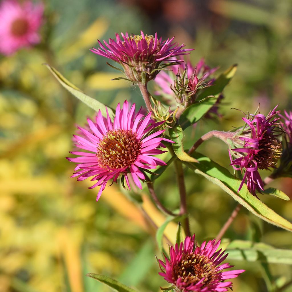 Aster novae-angliae Andenken an Alma Pötschke