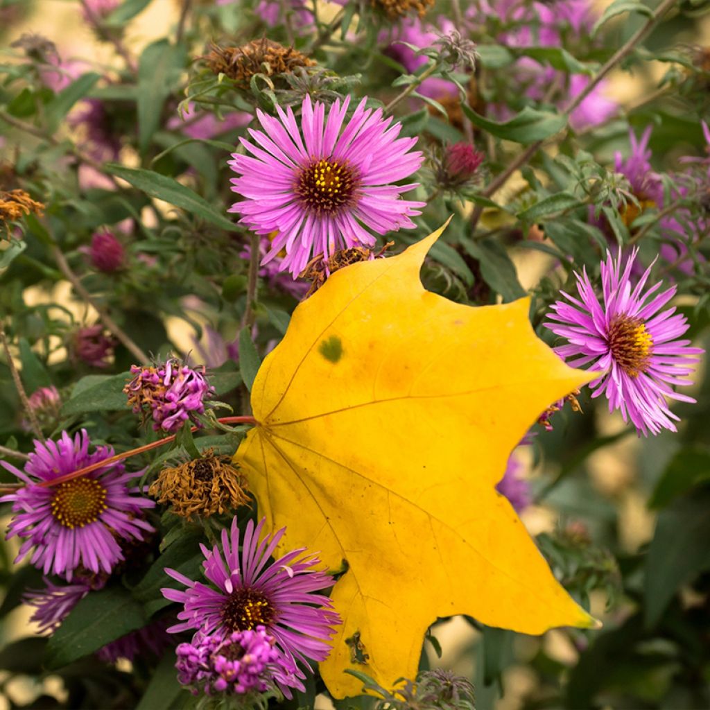 Aster novae-angliae Barrs Pink