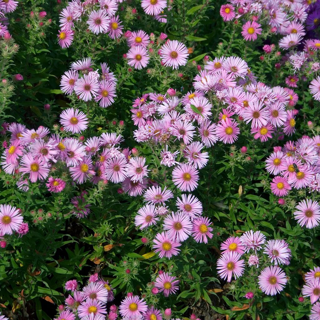 Aster novae-angliae Madame Loyau