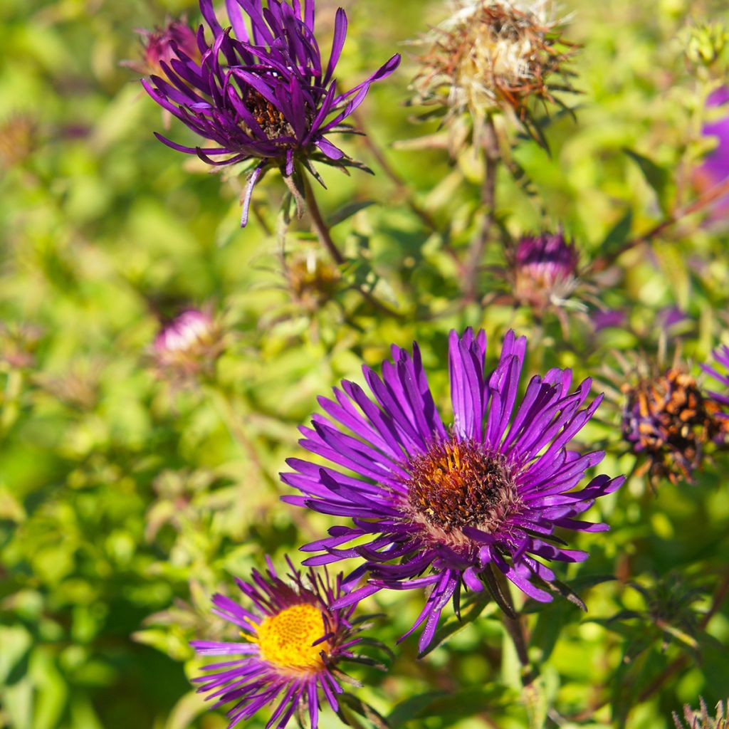 Aster novae-angliae Purple Dome