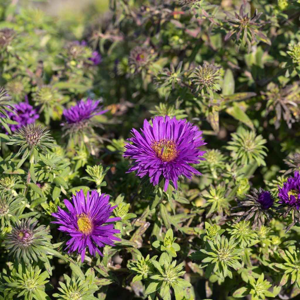 Aster novae-angliae Purple Dome