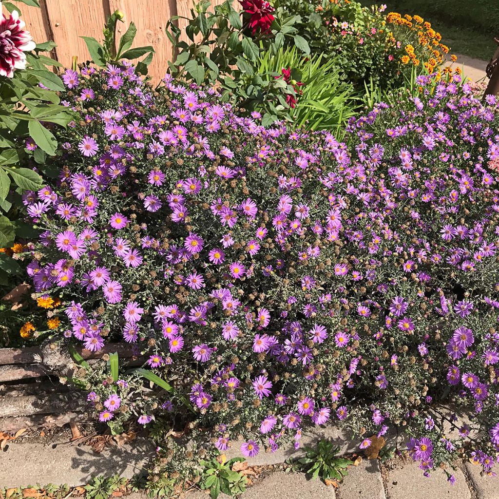 Aster novae-angliae Purple Dome