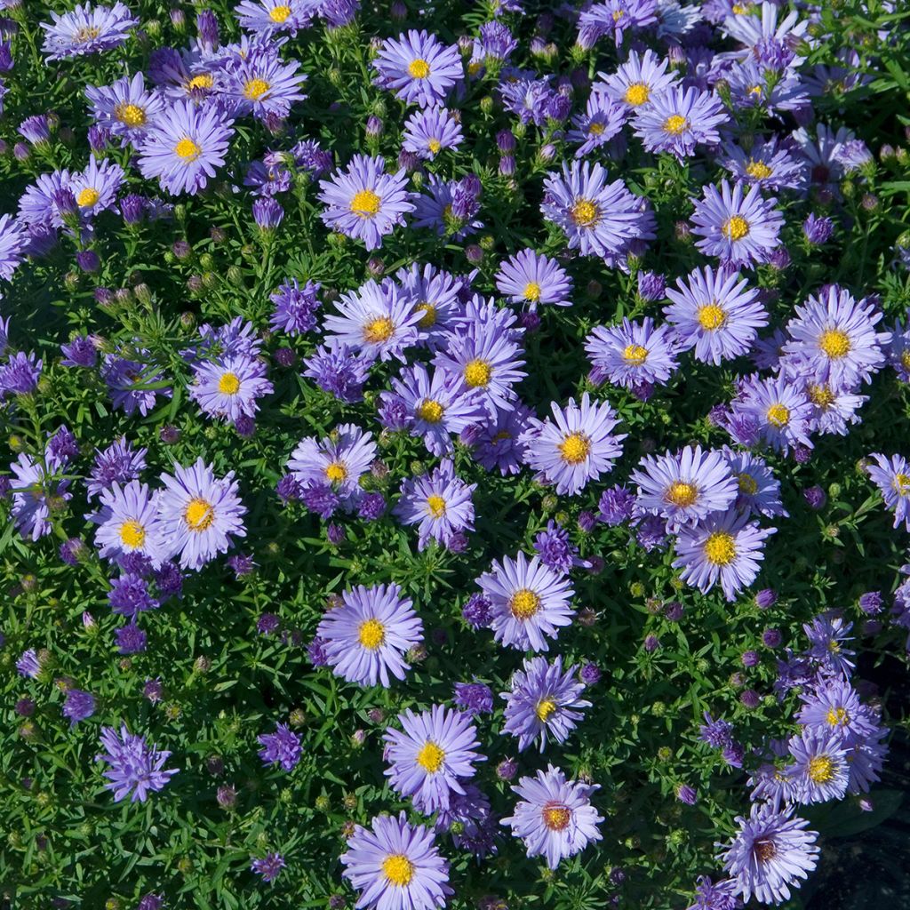 Aster novi-belgii Audrey