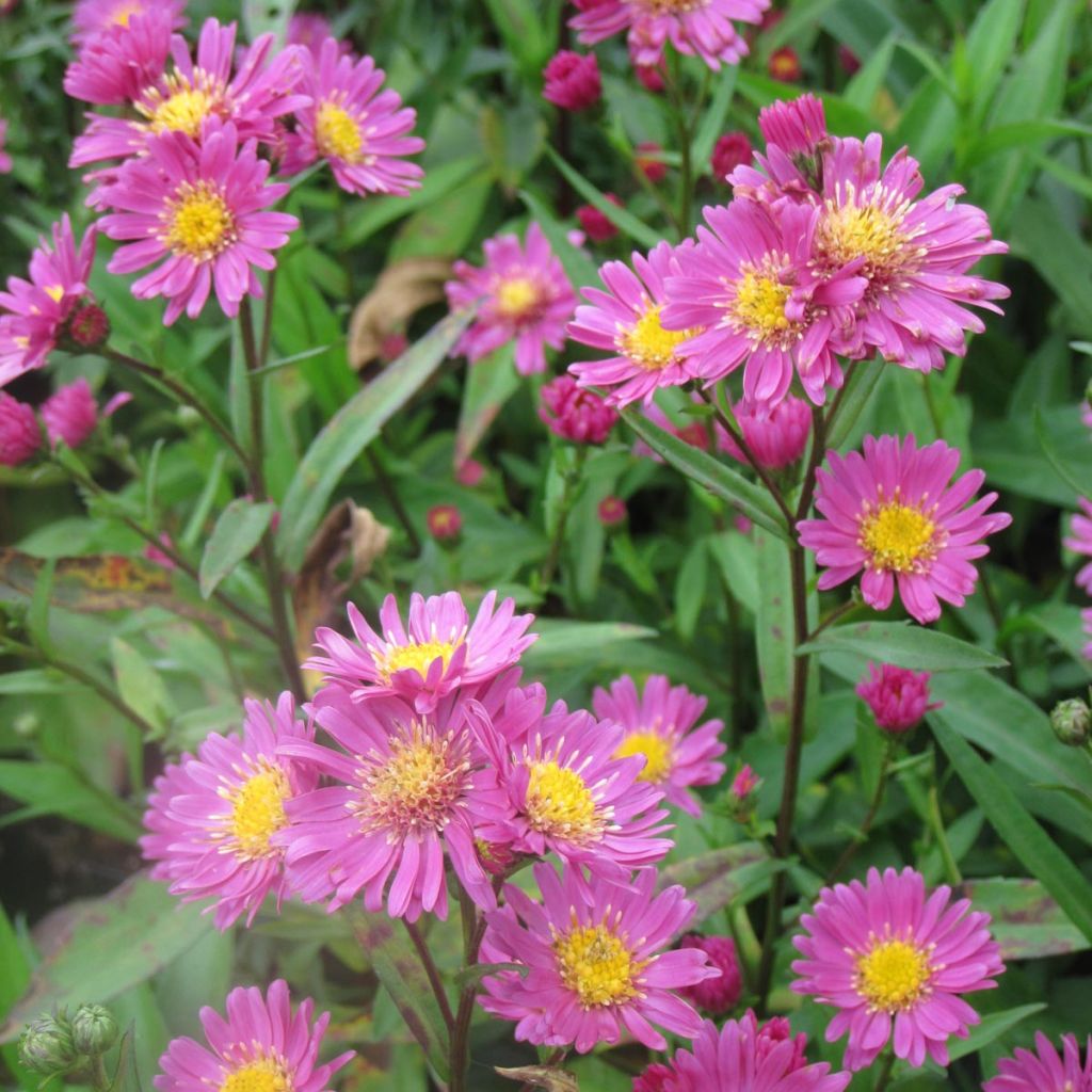 Aster novi-belgii Crimson Brocade - Aster grand d'automne