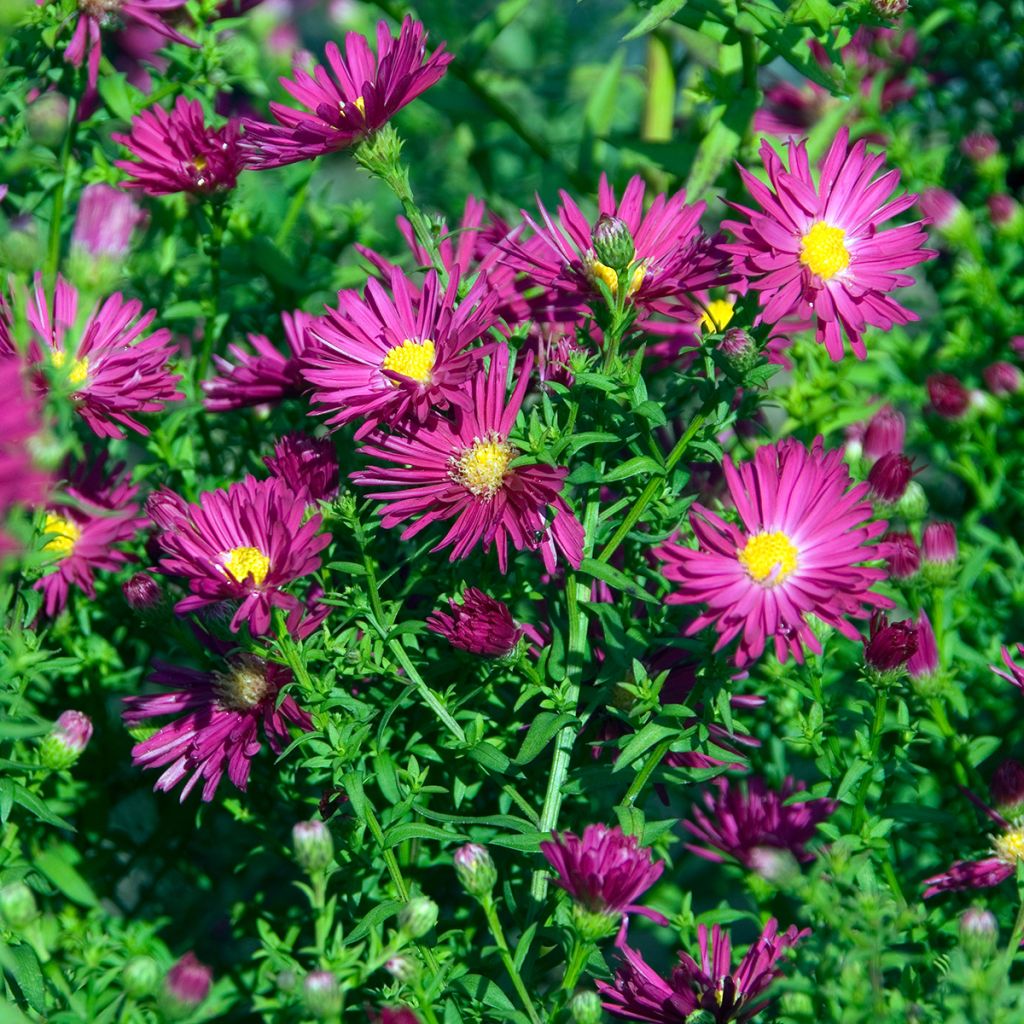 Aster novi-belgii Crimson Brocade