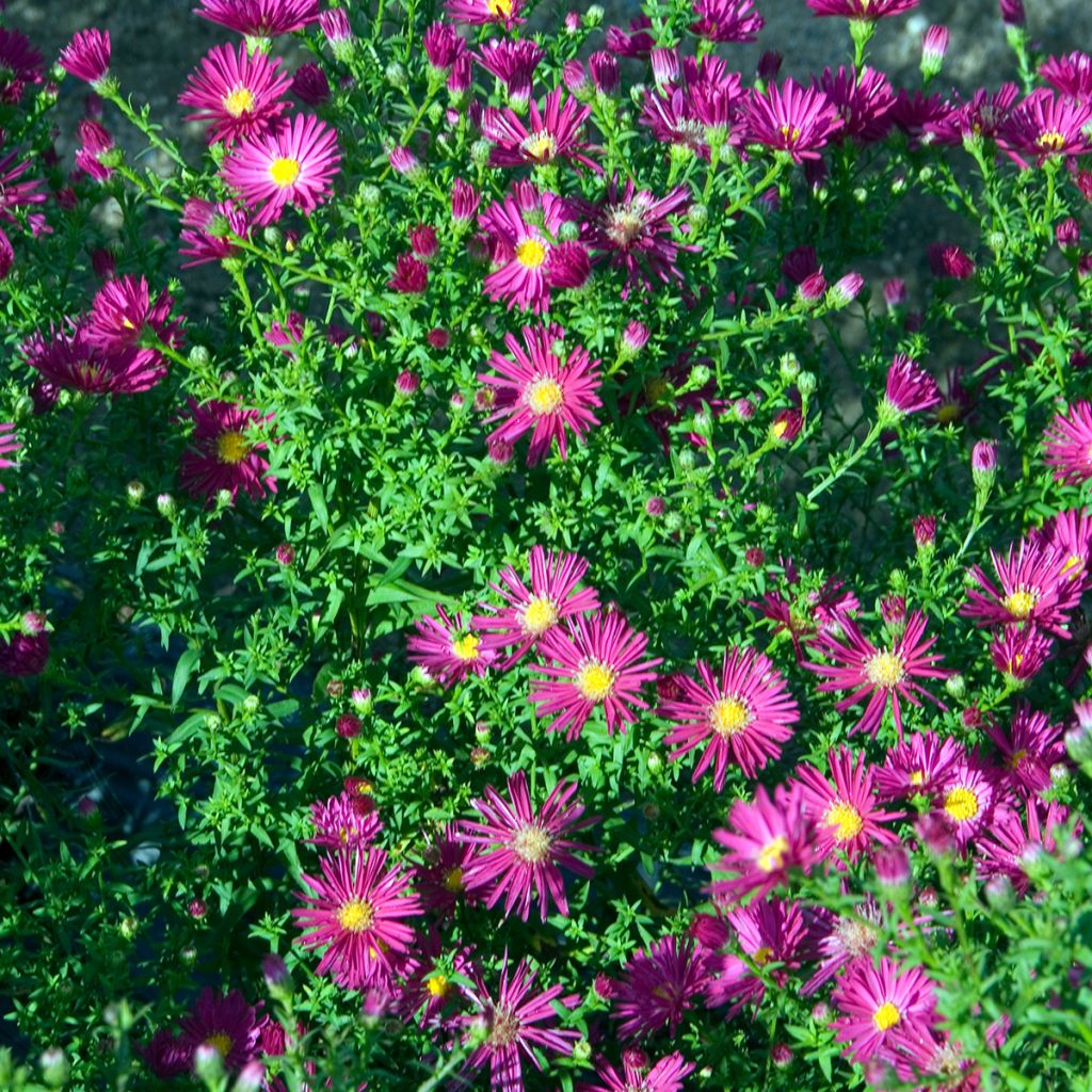 Aster novi-belgii Crimson Brocade