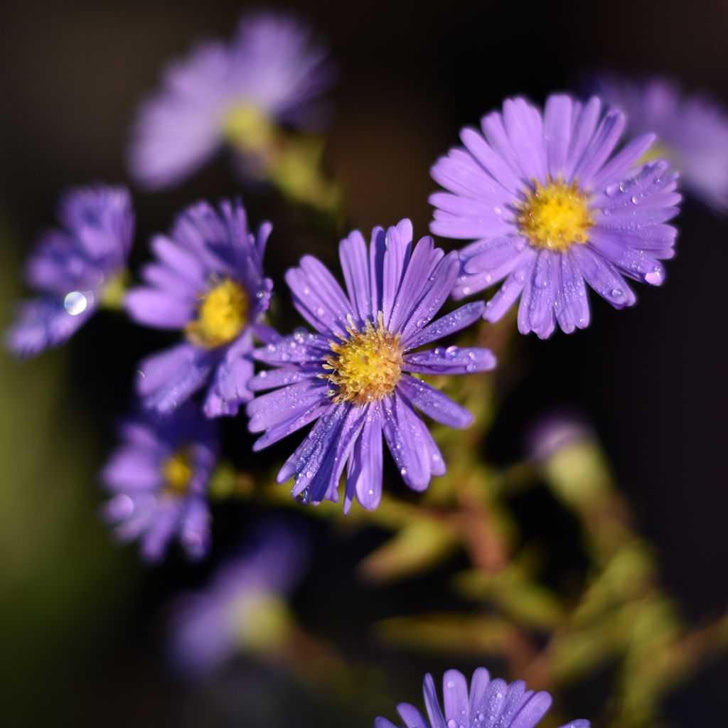 Aster novi-belgii Dauerblau