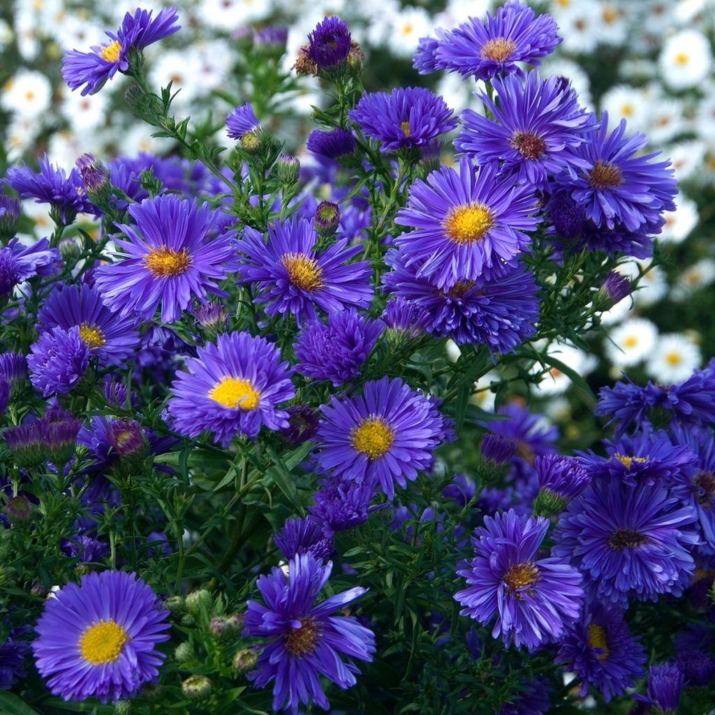 Aster novi-belgii Eventide