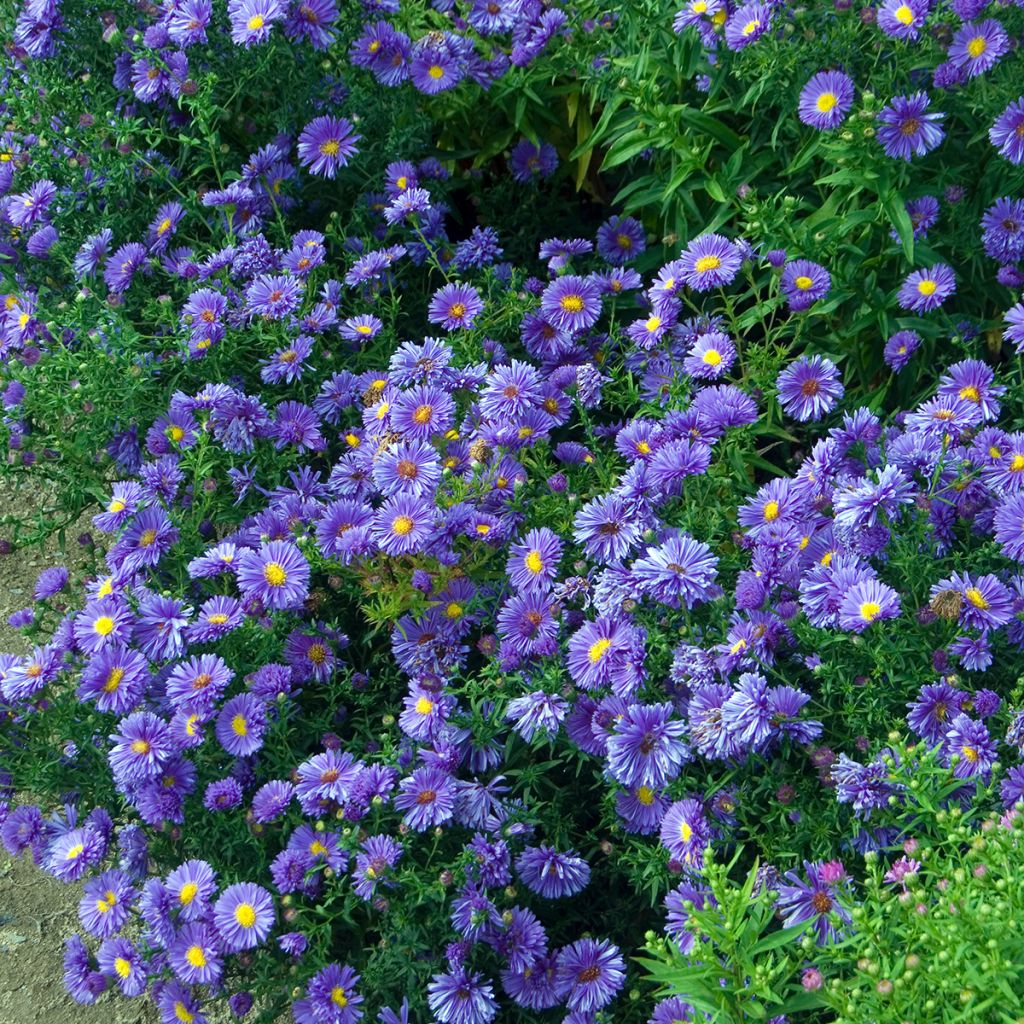 Aster novi-belgii Eventide