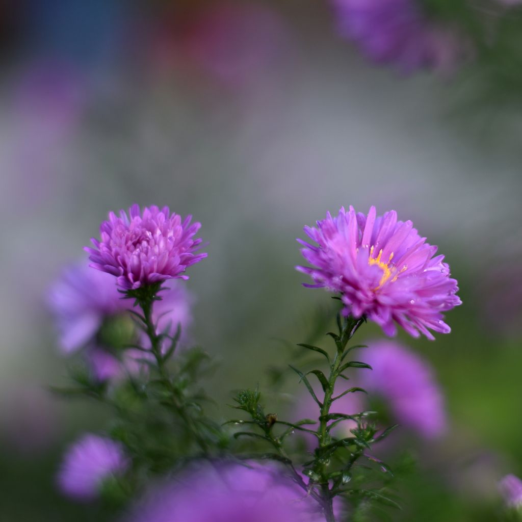 Aster novi-belgii Karmin Kuppel