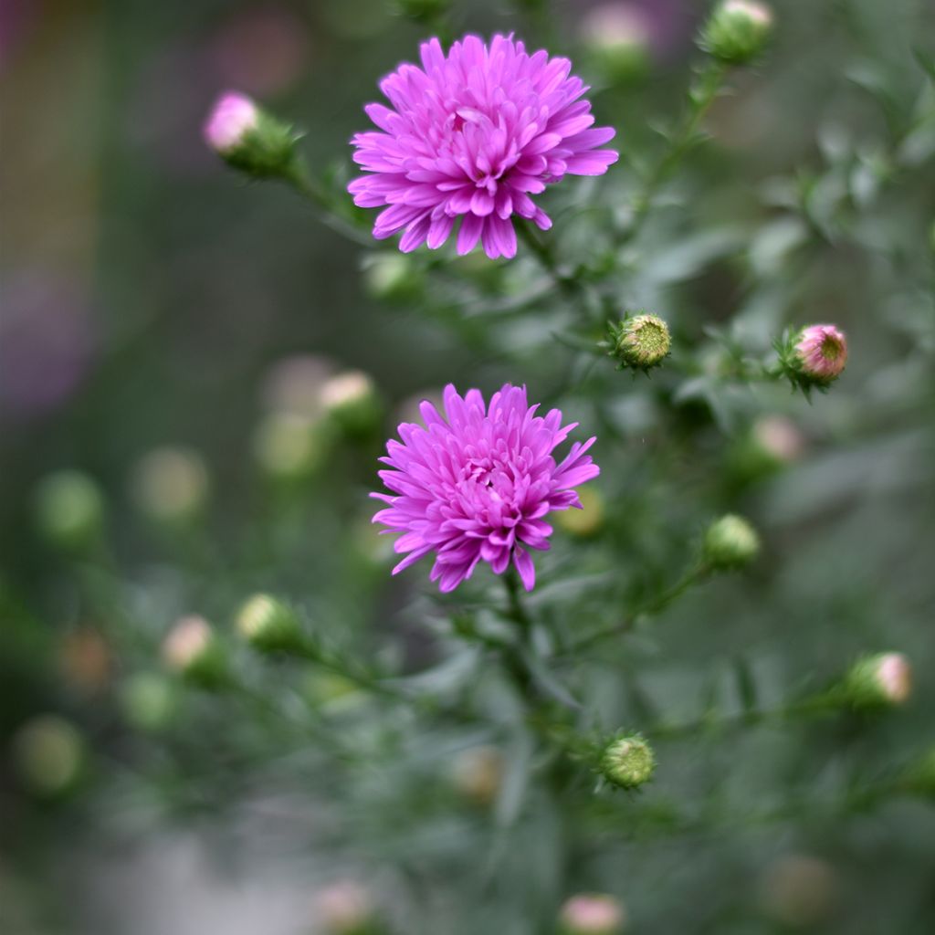 Aster novi-belgii Karmin Kuppel