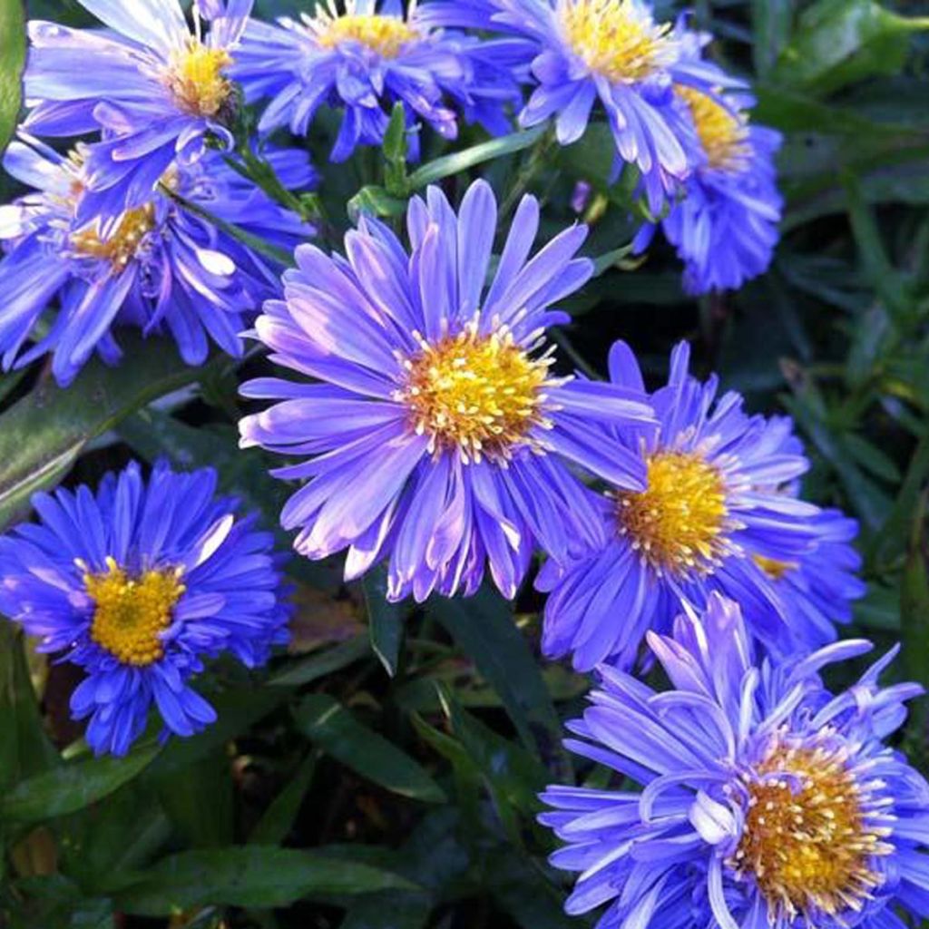 Aster novi-belgii Marie Ballard - Aster grand d’automne