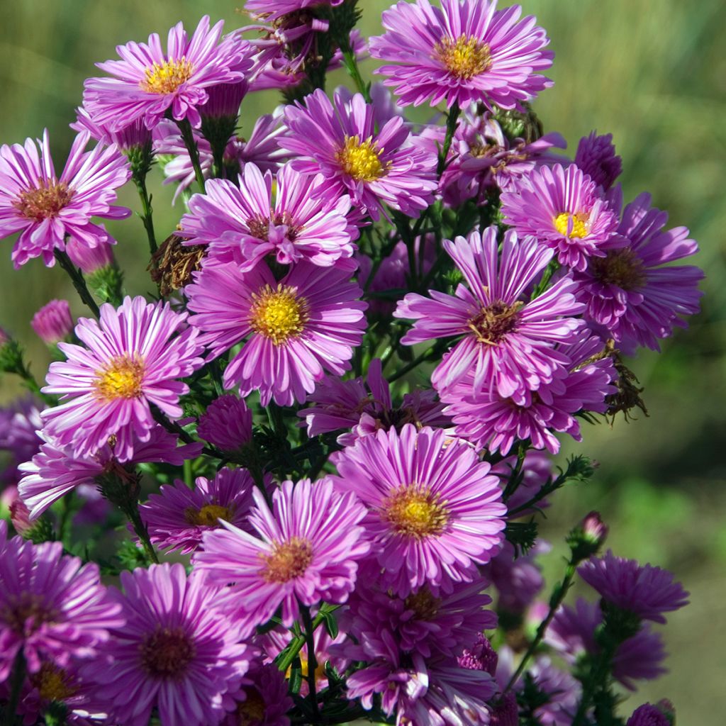 Aster novi-belgii Patricia Ballard