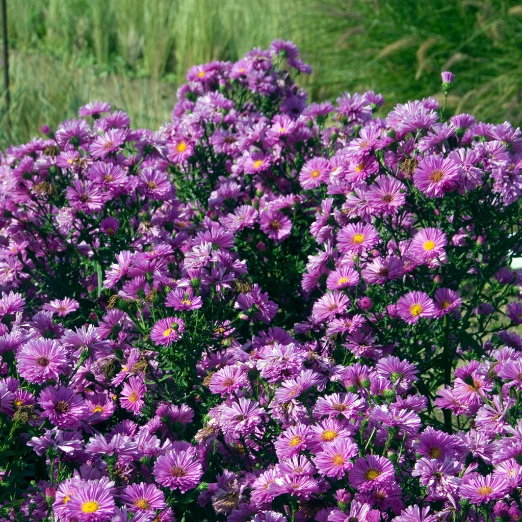 Aster novi-belgii Patricia Ballard