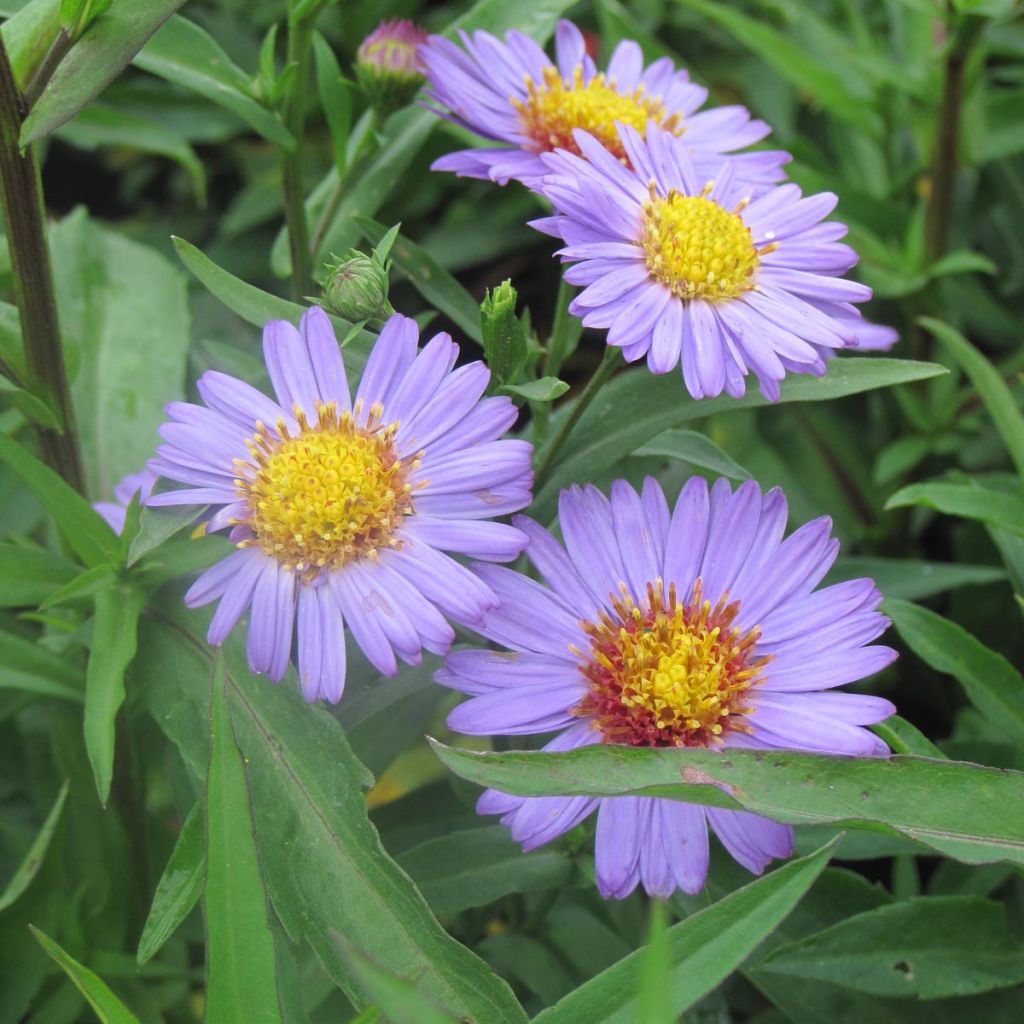 Aster novi-belgii Reitlingstal - Aster grand d’automne