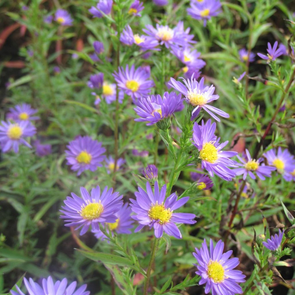 Aster novi-belgii Schone von Dietlikon - Aster grand d’automne