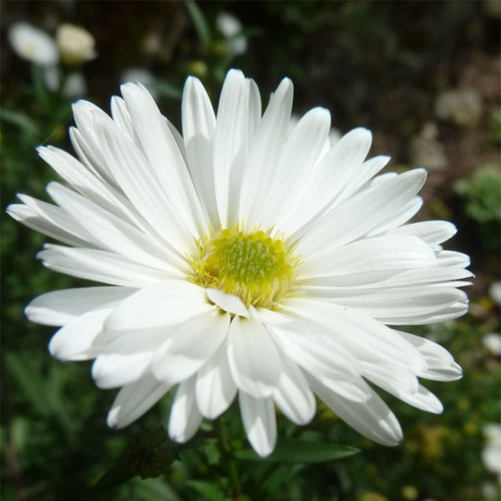 Aster novi-belgii White Lady - Aster grand d'automne