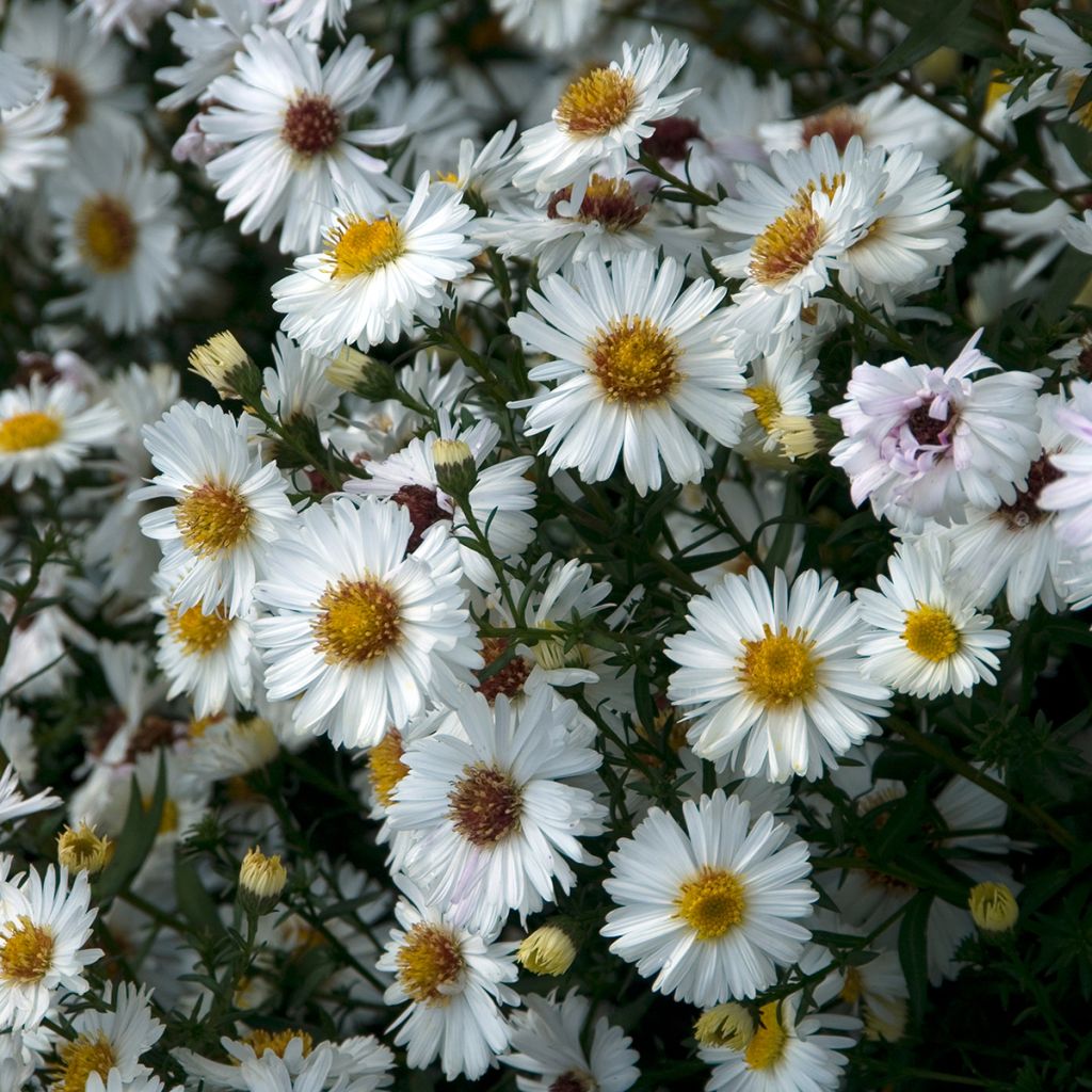 Aster novi-belgii White Ladies