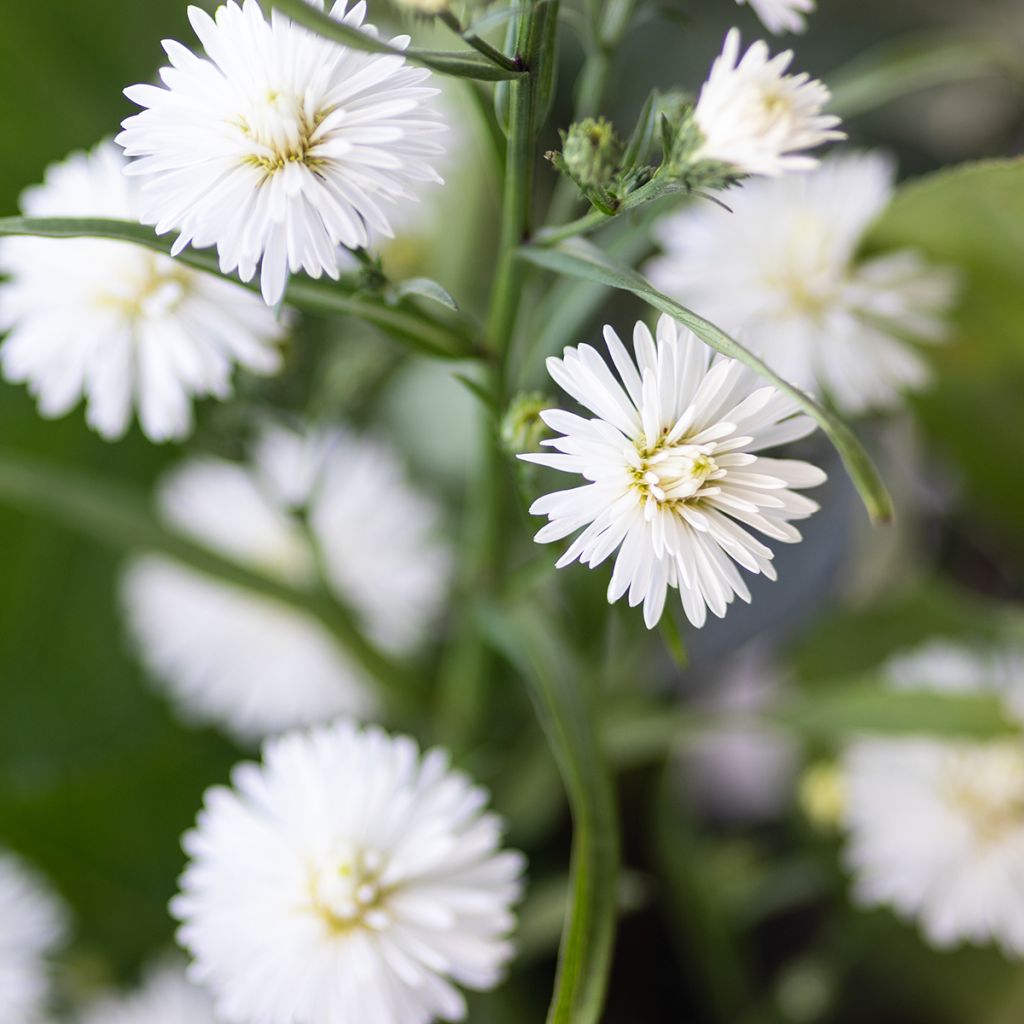 Aster novi-belgii White Ladies